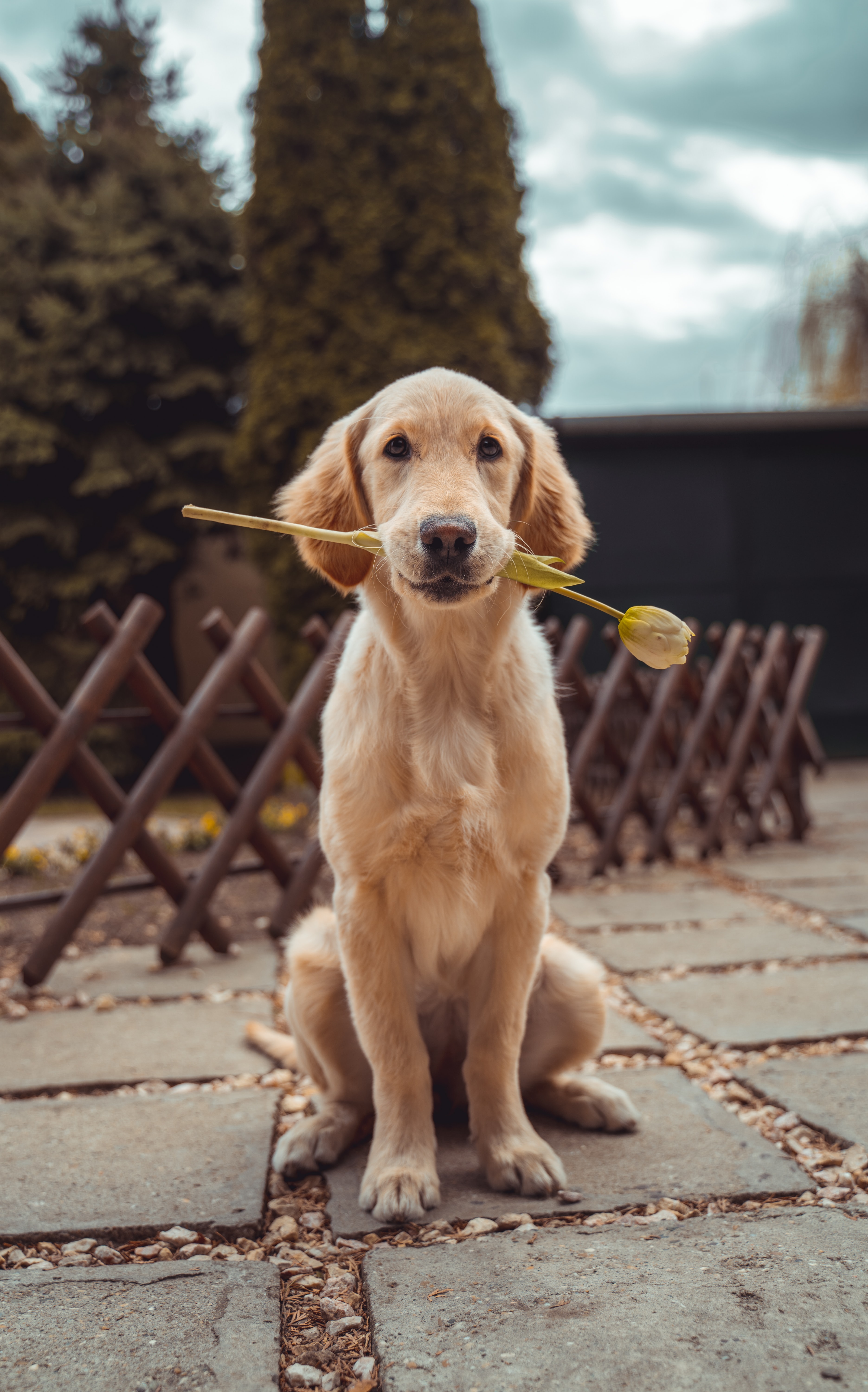 Perro con flor