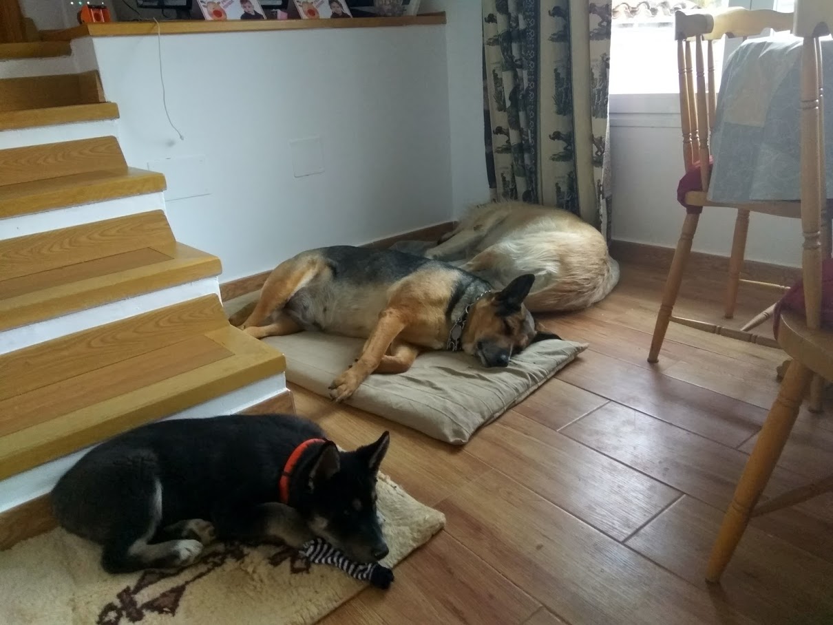 Perros descansando después de un paseo por Chinchón - casa rural con mascotas